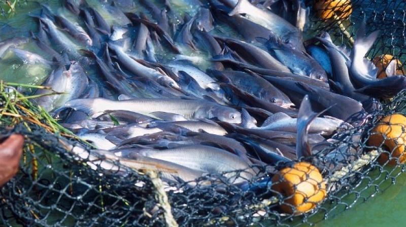 Punjab government plans to increase the area under fish farming to 20 thousand hectares Punjab government plans to increase the area under fish farming to 20 thousand hectares