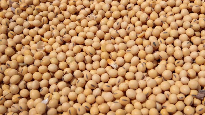  Soybean