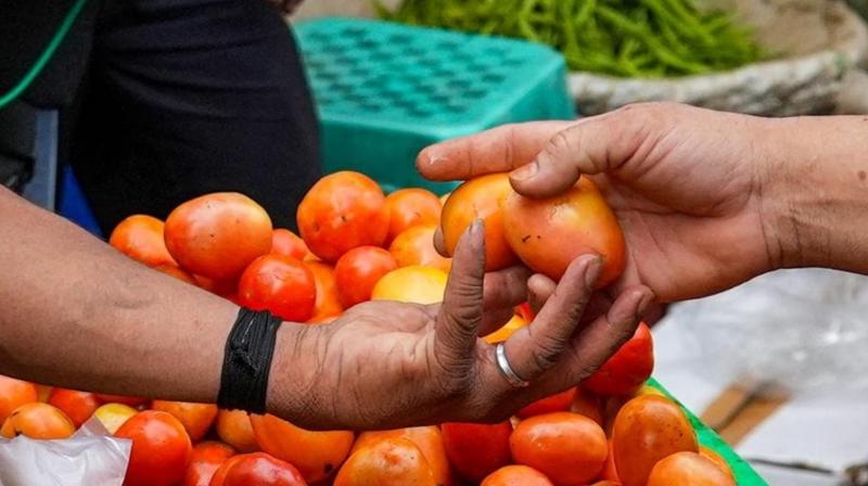  Farmers now fed up with 'tomato thieves', put tents in the fields for protection