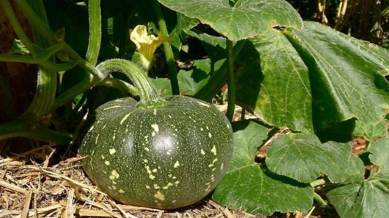 Cultivation of pumpkins Cultivation of pumpkins