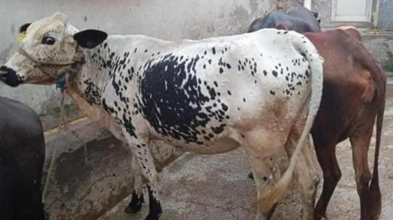 1414 animals died in 24 hours due to lumpy skin in Punjab