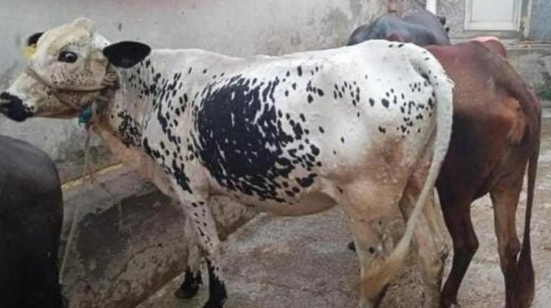 1414 animals died in 24 hours due to lumpy skin in Punjab 1414 animals died in 24 hours due to lumpy skin in Punjab