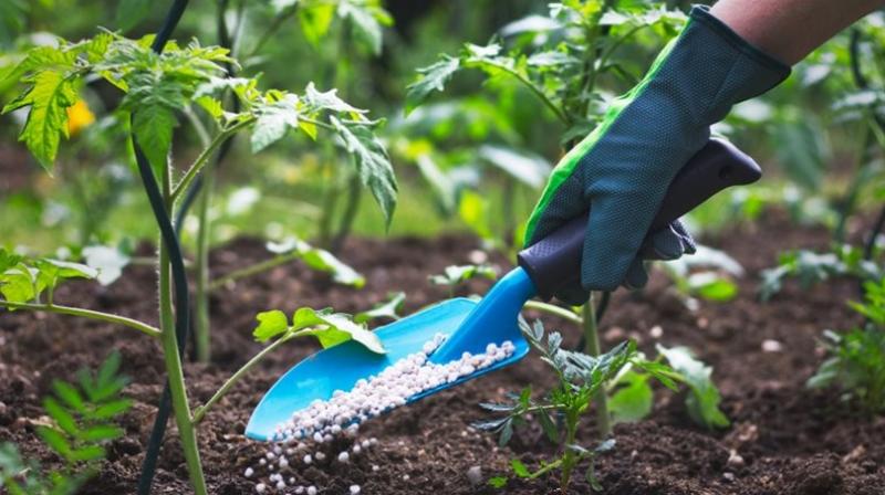 Now the central government will privatize 8 fertilizer manufacturing government companies