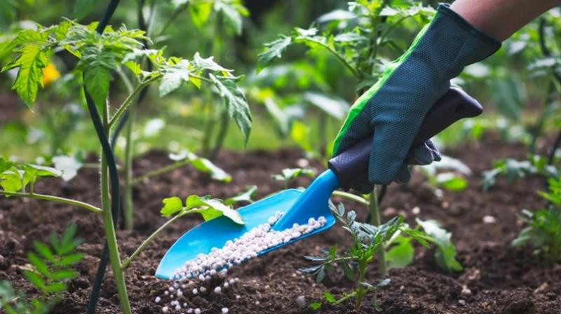 Now the central government will privatize 8 fertilizer manufacturing government companies Now the central government will privatize 8 fertilizer manufacturing government companies