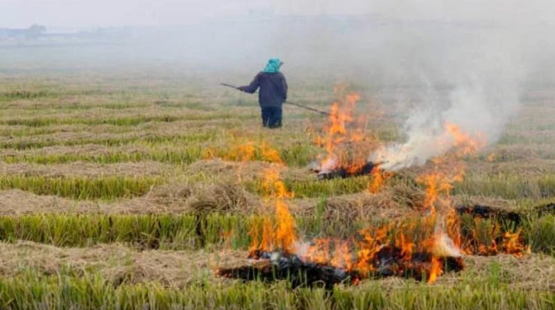 Notice to 397 officials who failed to stop stubble burning in Punjab Notice to 397 officials who failed to stop stubble burning in Punjab