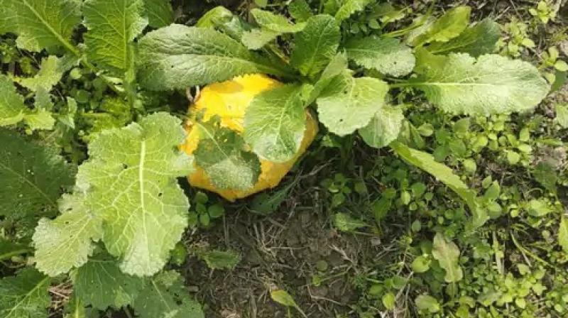 Heroin worth crores found in the fields of Gurdaspur News in punjabi Heroin worth crores found in the fields of Gurdaspur News in punjabi