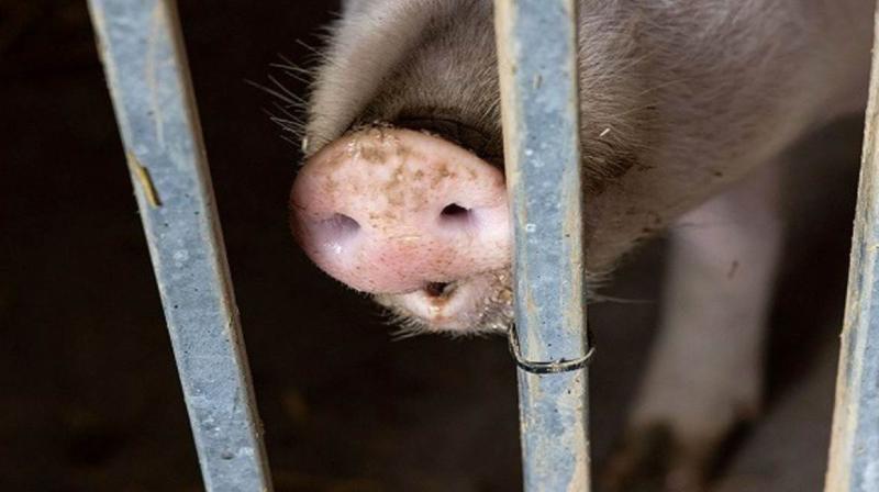 Alert issued for African swine fever in Kerala! Alert issued for African swine fever in Kerala!