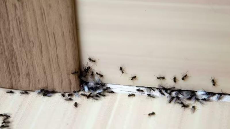 Health News : Rain insects can make you sick, Follow these 6 home remedies to repel insects Health News : Rain insects can make you sick, Follow these 6 home remedies to repel insects