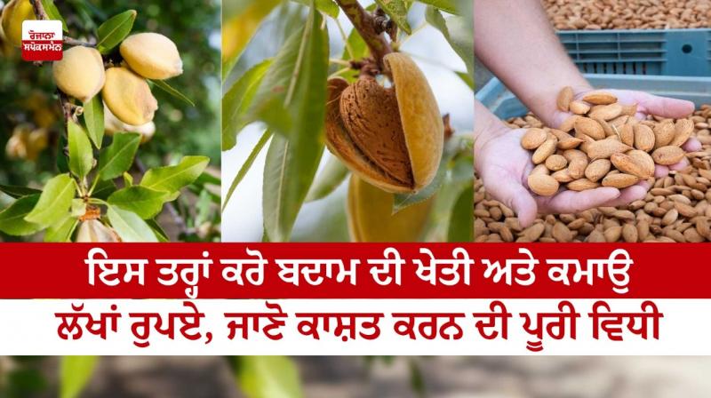 This is how to farm almonds and earn lakhs of rupees This is how to farm almonds and earn lakhs of rupees
