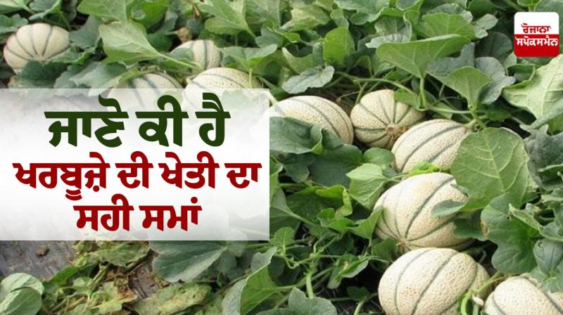 Watermelon Farming Watermelon Farming