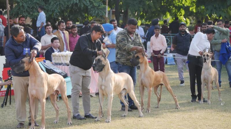 Mega dog show ends in Panchkula Mega dog show ends in Panchkula