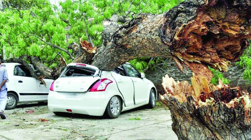 Tree fall on Car due to Thunder Storm