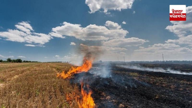 Cases of stubble burning in Punjab dropped by 88 percent in October but increased rapidly as November progressed. Cases of stubble burning in Punjab dropped by 88 percent in October but increased rapidly as November progressed.