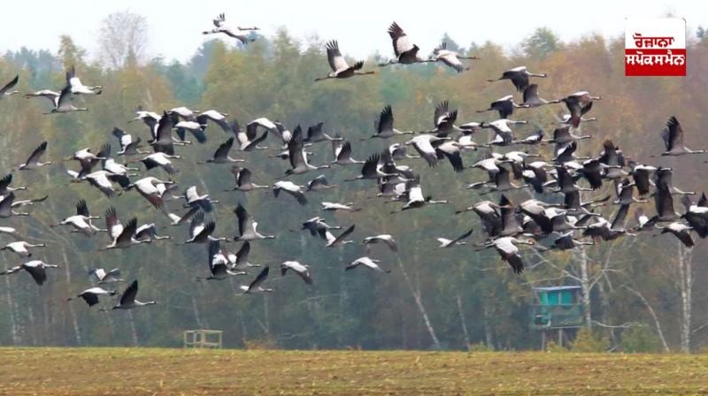 Migratory birds from different countries started arriving in Keshopur Chambha Migratory birds from different countries started arriving in Keshopur Chambha