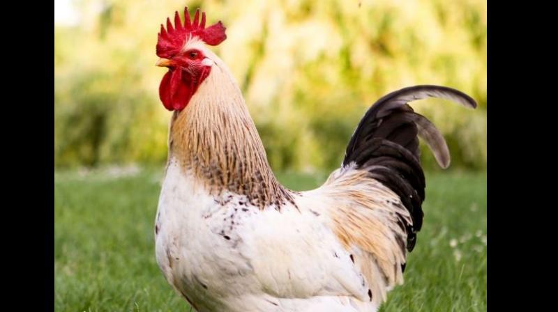 Cock Cock