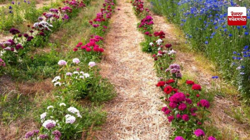 Flower farming is extremely beneficial for farmers News In Punjabi Flower farming is extremely beneficial for farmers News In Punjabi