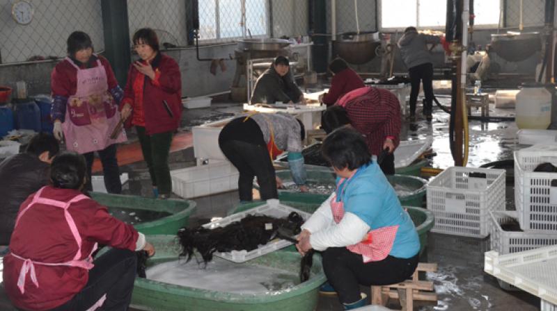 Pakistan exports human hair to China Pakistan exports human hair to China