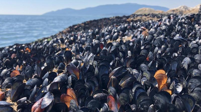 Crushing heat wave in Pacific Northwest and Canada cooked shellfish alive by the millions Crushing heat wave in Pacific Northwest and Canada cooked shellfish alive by the millions