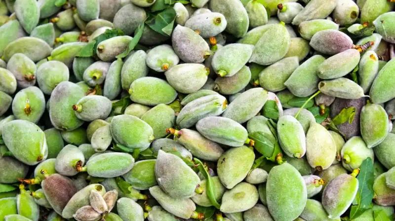 Green almonds help in weight loss Health News