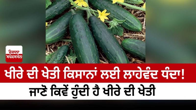 Cucumber farming is a profitable business for farmers Cucumber farming is a profitable business for farmers