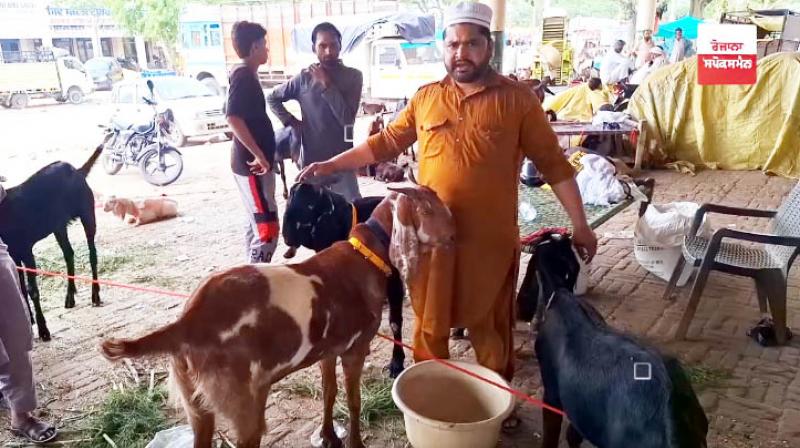 A goat worth one and a half lakhs, 'Allah Rakh', arrived at Malerkotla cattle market A goat worth one and a half lakhs, 'Allah Rakh', arrived at Malerkotla cattle market