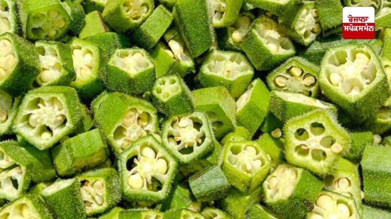 Okra Vegetable Okra Vegetable