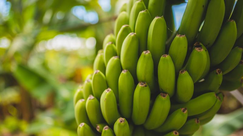 Raw Banana Health Benefits