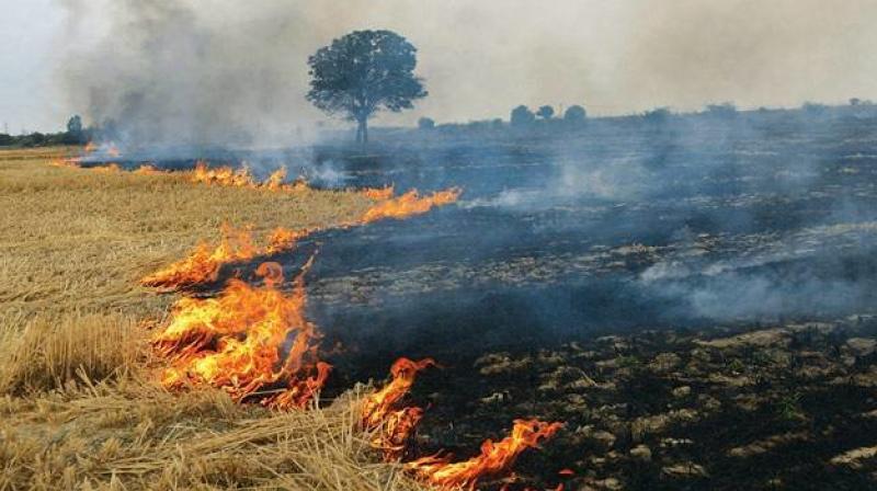 Farmers Burning Paddy Straw