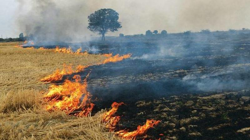 Farmers Burning Paddy Straw Farmers Burning Paddy Straw