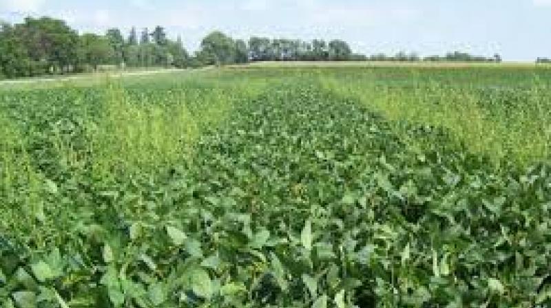 July month is suitable for cattle fodder crop July month is suitable for cattle fodder crop