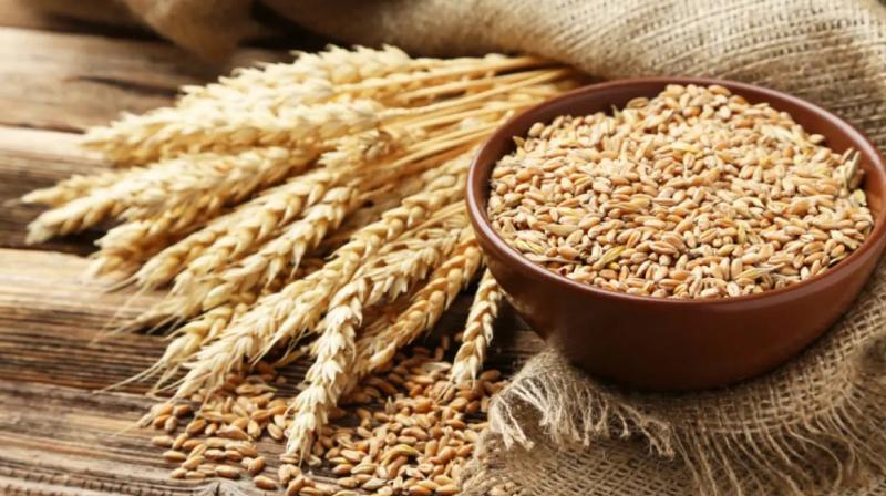 Modi government will sell 30 lakh metric tons of wheat, likely to reduce the price of flour Modi government will sell 30 lakh metric tons of wheat, likely to reduce the price of flour