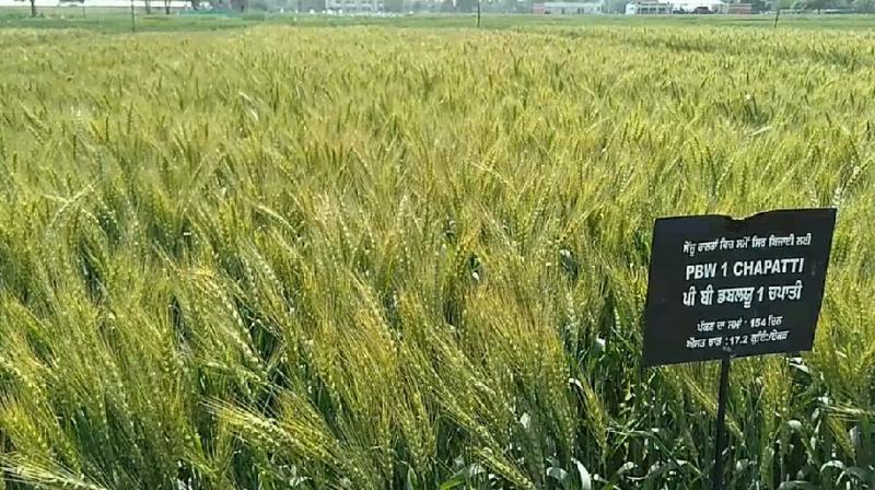 PBW1 Wheat PBW1 Wheat