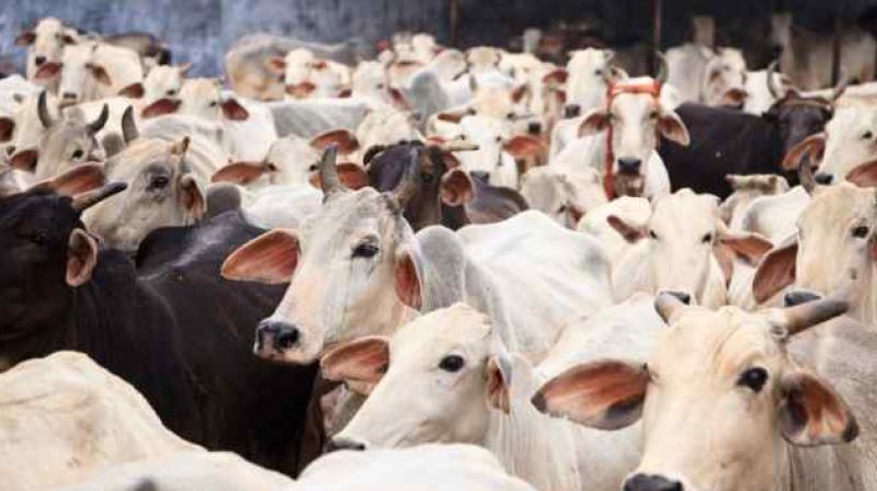 Cow Sanctuary Cow Sanctuary
