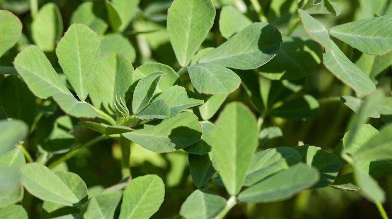 Methi farming