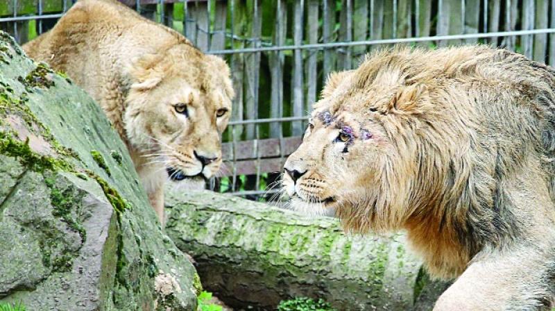 Lions Lions