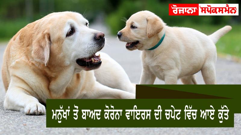 Dogs hit by corona virus Dogs hit by corona virus