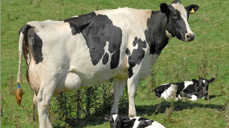 Cow