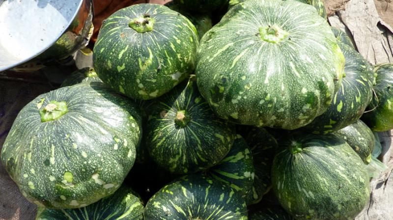Pumpkin Pumpkin