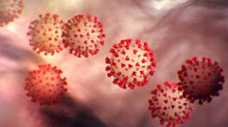 Corona Virus Corona Virus