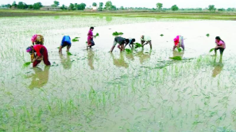 Workers Planting Paddy
