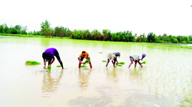 Paddy Planting In Field 