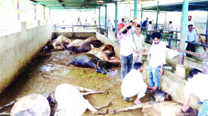 Animal Experts while Reviewing the Dead Cows Animal Experts while Reviewing the Dead Cows