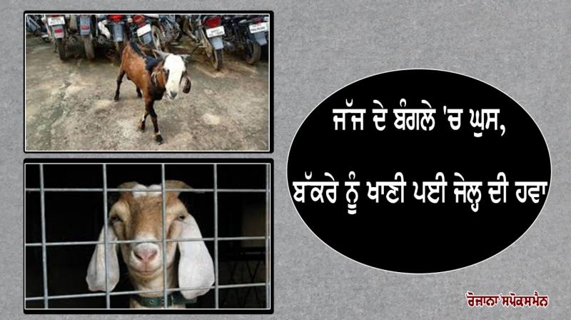 Goat entered the judge bunglow Goat entered the judge bunglow