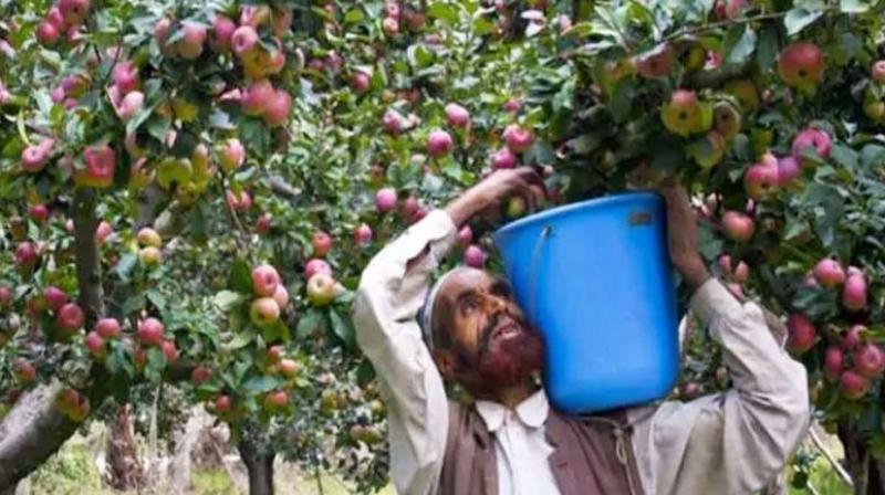 Modi’s Mission ‘Apple’ For Kashmir Modi’s Mission ‘Apple’ For Kashmir