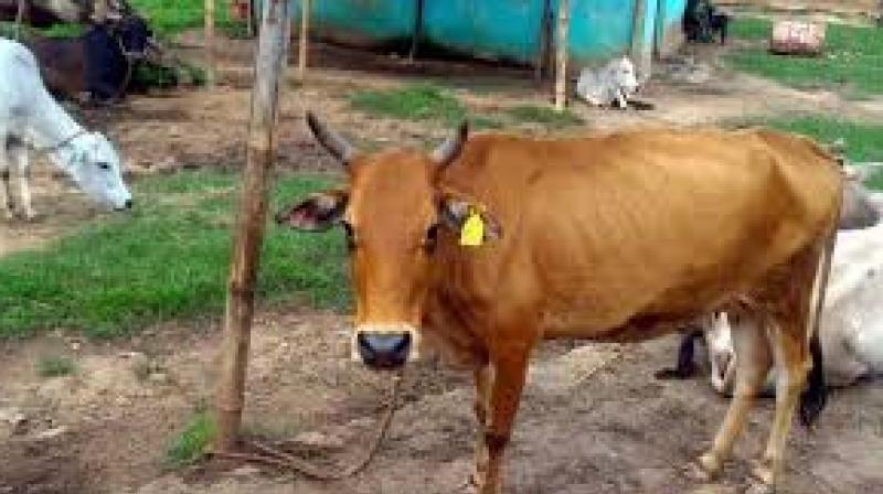 Now, also an Aadhaar card for cattle and buffaloes Now, also an Aadhaar card for cattle and buffaloes