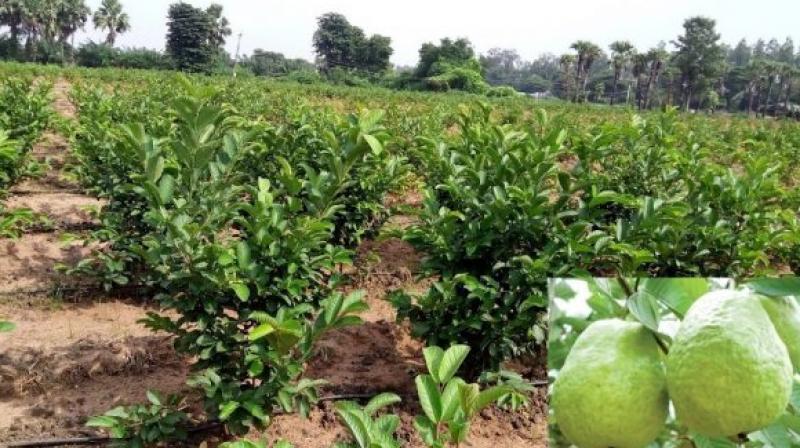 Safeda Guava Cultivation 