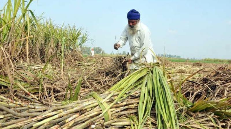 Sugarcane Farmers 