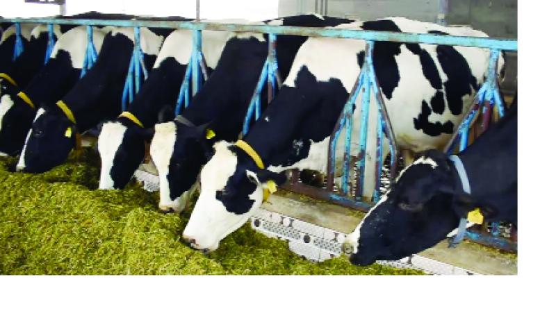 7 percent contribution of dairy industry of 42 thousand crores in Punjab's GDP 7 percent contribution of dairy industry of 42 thousand crores in Punjab's GDP