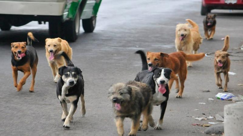 Stray Dogs Stray Dogs