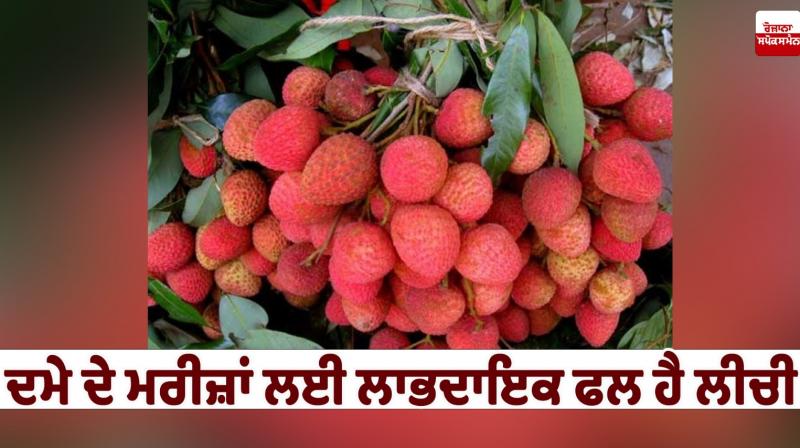 Lychee is a beneficial fruit for asthma patients Health News in punjab Lychee is a beneficial fruit for asthma patients Health News in punjab